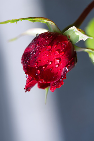 Red rose closeup with water drops.の写真素材