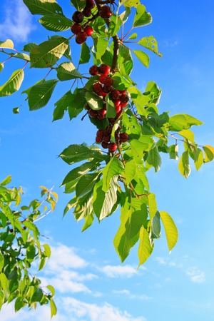 Makro aufnahme auf red cherries and sky.の写真素材