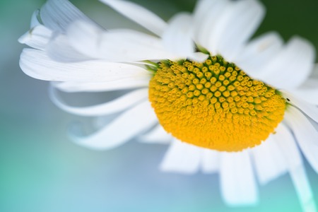 White big daisy flower isolated.
