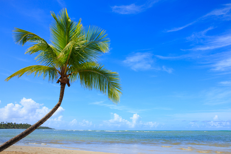 Palm tree on white tropical beach. Travel background.の写真素材