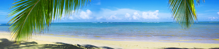 Palm tree branch and Caribbean sea .の写真素材