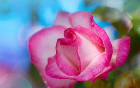 Pink rose closeup with watwr drop.の写真素材