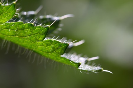 Green leaf and water drops macro background .の写真素材