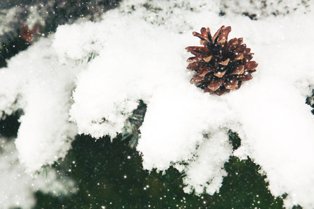 Fir cones on the Fir Branch covered with Snow.の写真素材