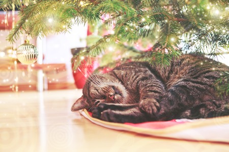 Cute cat sleeping on carpet under Christmas tree.の写真素材