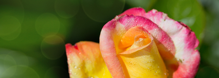 Red yellow rose closeup with watwr drop.の写真素材