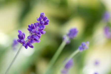 Lavender flowers closeup isolated on green background.の写真素材