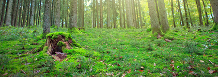 Summer forest with sun light. Nature background.の写真素材