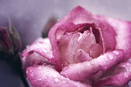 Pink rose closeup with water drops. Flowers background.の写真素材