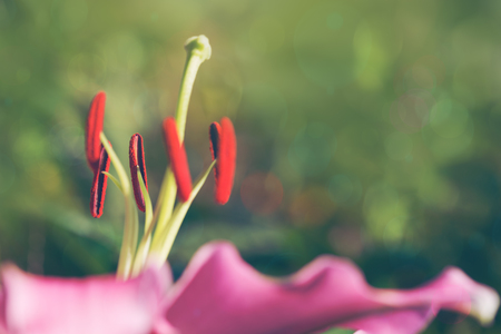 Macro shot on pink lily flower in summer day.の写真素材