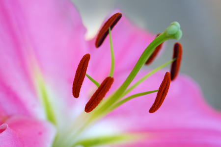 Macro shot on pink lily flower in summer day.の写真素材