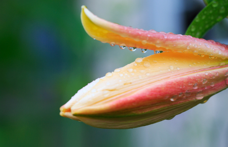 Macro shot on yellow lily flower in summer day.の写真素材