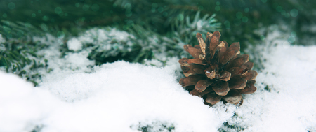 Fir cones on the Fir Branch covered with Snow.の写真素材