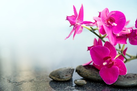 Pink orchids flowers and spa stones . Spa background.
