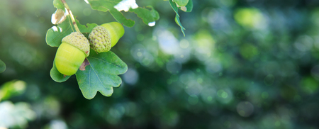 Oak branch with three acorns isolated on green background.の写真素材
