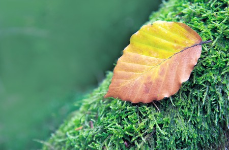 Autumn leaf on green moss. Nature background.の写真素材