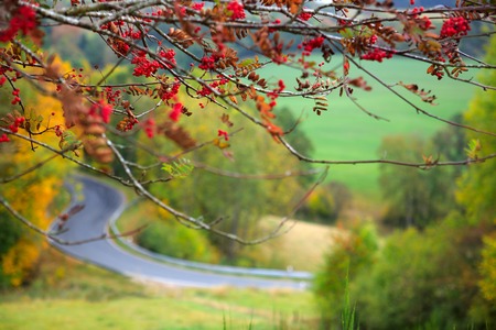 Branch of red rowan berries isolated on green nature background.の写真素材