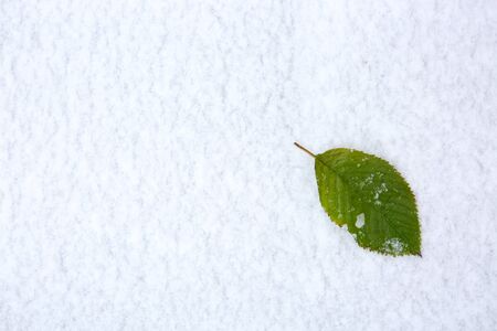 Green cherry leaf lies on the white snow . Winter background.の写真素材
