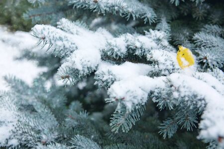 Snow-covered blue fir tree and leaf. Winter background with snow.の写真素材