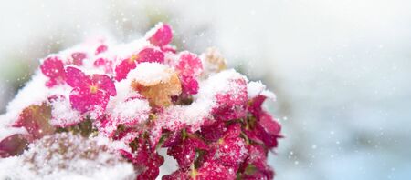 Pink Hortensia flowers in the snowfall. Winter background.の写真素材