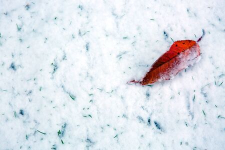 Cherry leaf lies on the white snow . Winter background.の写真素材