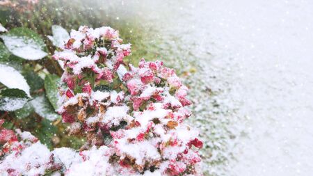 Pink Hortensia flowers in the snowfall. Winter background.