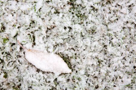 Cherry leaf lies on the white snow . Winter background.の写真素材
