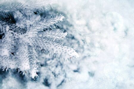 Snow-covered blue fir tree. Winter background with snow.の写真素材