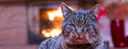 Gray Cat and a fireplace. Animals background.の写真素材