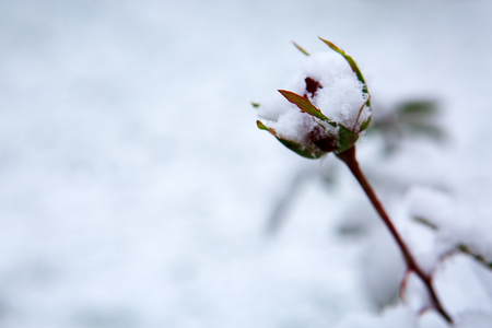 Red rose bud under white snow. Winter background.の写真素材