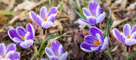 Purple crocuses in spring garden. Easter background.の写真素材