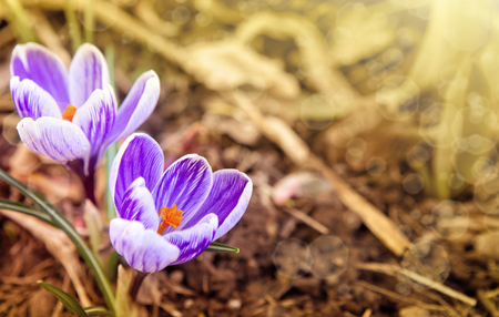 Purple crocuses in spring garden. Easter background.の写真素材