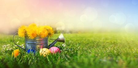 Easter eggs and watering can with spring flowers. Easter background.