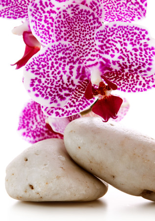 Spa stones and pink orchid flowers isolated .Wellness background.の写真素材