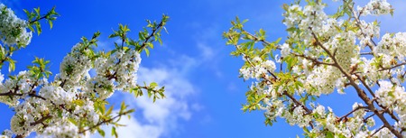 Close up on white cherry blossoms. Spring background.