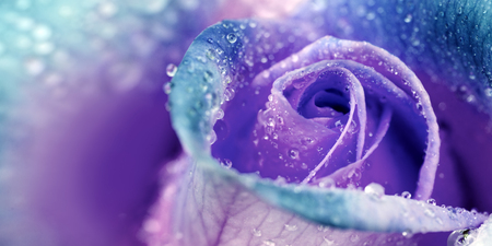Purple rose closeup with water drops. Holiday background.の写真素材