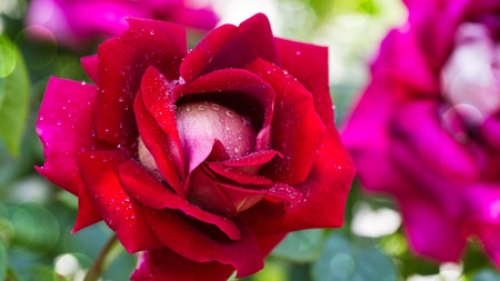 Red rose closeup with water drops. Macro shot.の写真素材