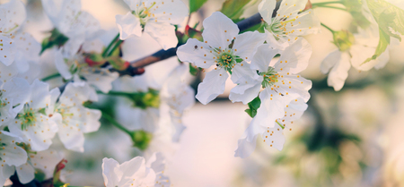 Sunset on white cherry blossoms. Spring background.