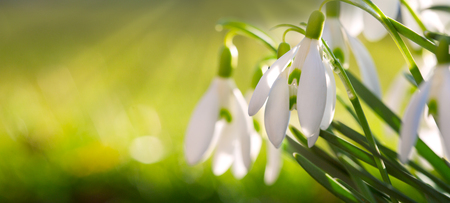 Snowdrops on bokeh background in sunny spring garden under sunbeams.の写真素材