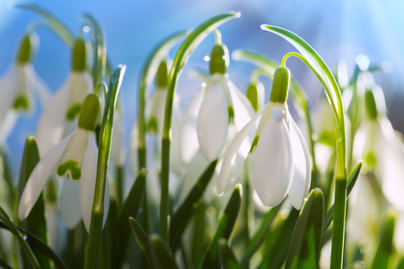 Snowdrops on bokeh background in sunny spring garden under sunbeams.の写真素材