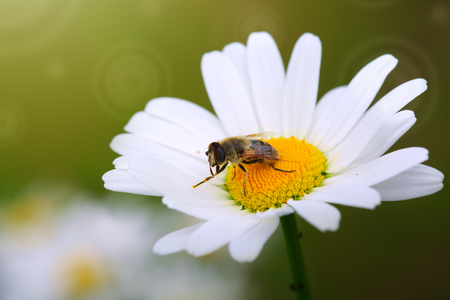 White big daisy flowers amd bee isolated. Flowers background.の写真素材
