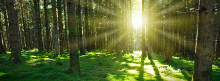 Panorama of a scenic forest of fresh green deciduous trees with the sunlight.の写真素材