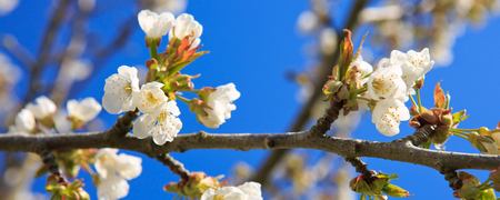 Blossom tree branches with sky at background.の写真素材