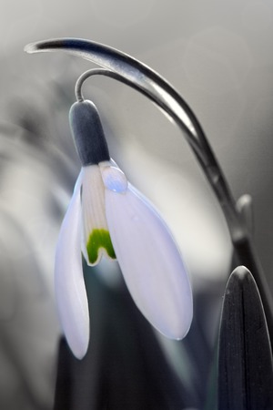 Snowdrop on bokeh gray background in sunny spring garden .の写真素材