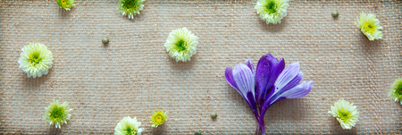 White aster and purple crocus. Festive decoration on cloth background.の写真素材