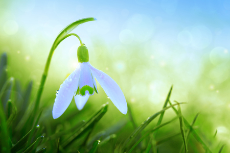 White snowdrops flower in sunny garden . Easter background.の写真素材
