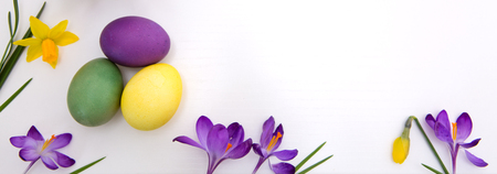 Purple crocuses and Easter Eggs isolated on white wood Background.の写真素材