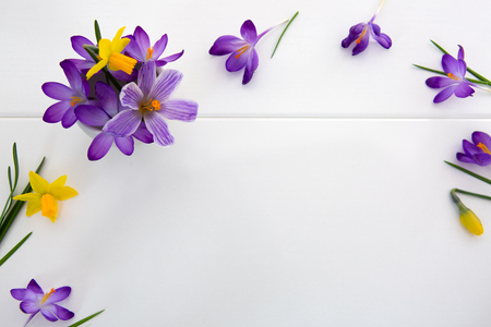 Purple crocuses and daffodil isolated on white wood Background.の写真素材