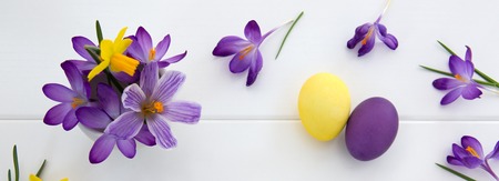 Purple crocuses and Easter Eggs isolated on white wood Background.の写真素材