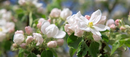 Flowers of the apple blossoms on a spring day.Close up on white blossoms.の写真素材
